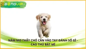 nằm mơ thấy chó cắn vào tay đánh số gì